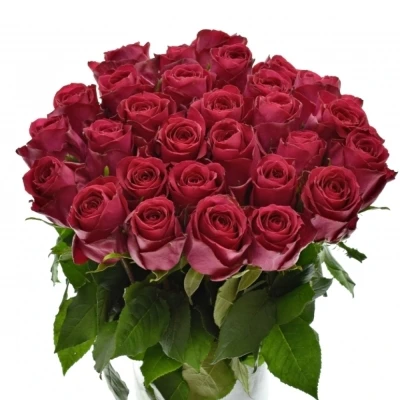 Růžová růže MADAM CERISE