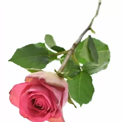 Růžová růže MADAM PINK