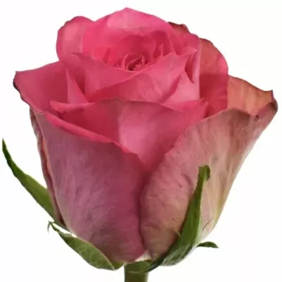 Růžová růže MADAM PINK 70cm (L)