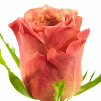 Růžová růže MAGIC SILVER 70cm (XL)