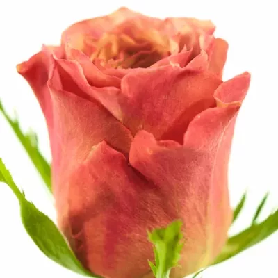 Růžová růže MAGIC SILVER 90cm (XL)