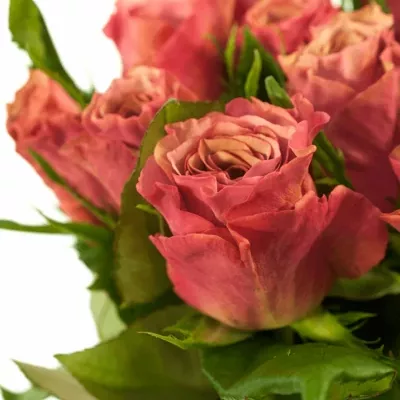 Růžová růže MAGIC SILVER 90cm (XL)