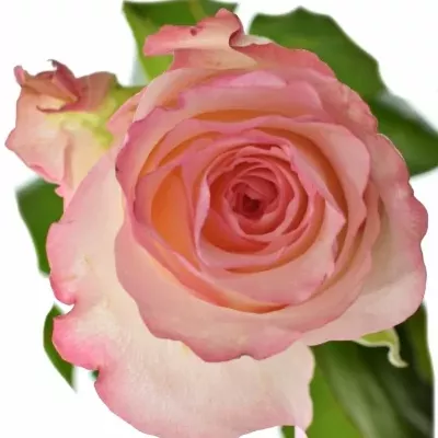 Růžová růže MALIBU