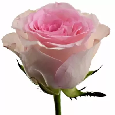 Růžová růže MANDALA