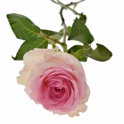 Růžová růže MANDALA