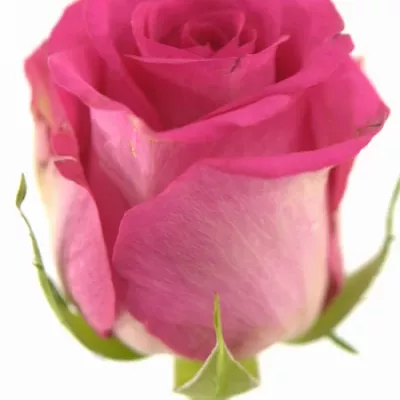 Růžová růže MARINA 40cm (M)