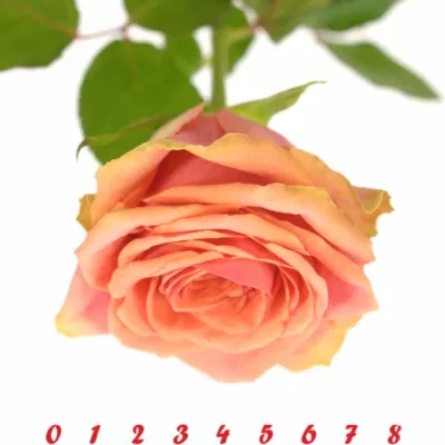 Růžová růže MAROSA 70cm (L)