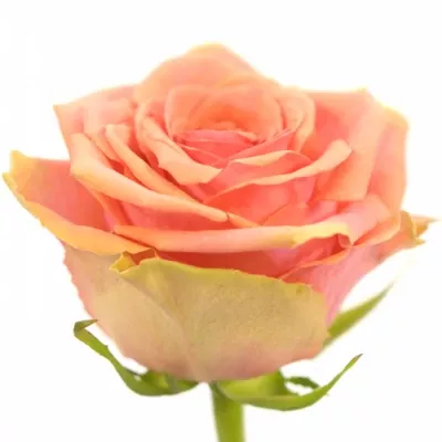 Růžová růže MAROSA 70cm (L)