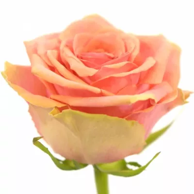 Růžová růže MAROSA 70cm (L)