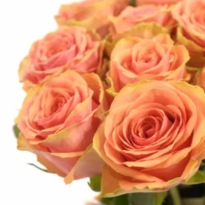 Růžová růže MAROSA 70cm (L)