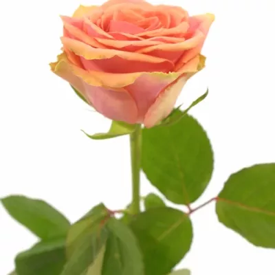 Růžová růže MAROSA 70cm (L)