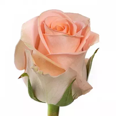 Růžová růže MAYFAIR! 60cm (M)