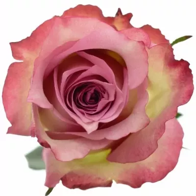 Růžová růže MELINA 70cm (XL)