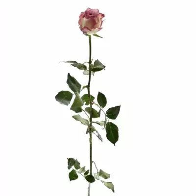Růžová růže MELINA 70cm (XL)
