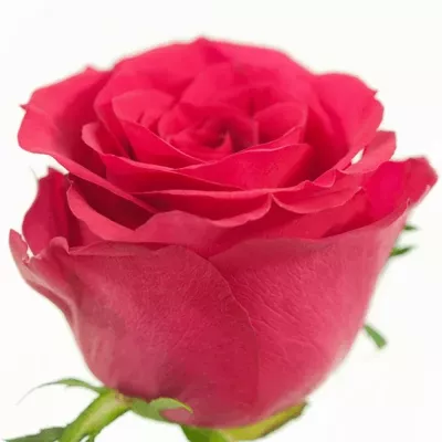 Růžová růže MEMORY