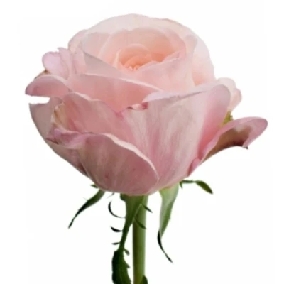 Růžová růže METAMORPHOSE