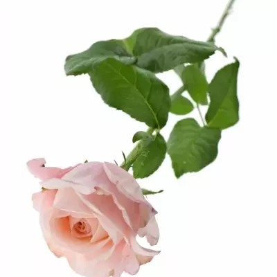 Růžová růže METAMORPHOSE