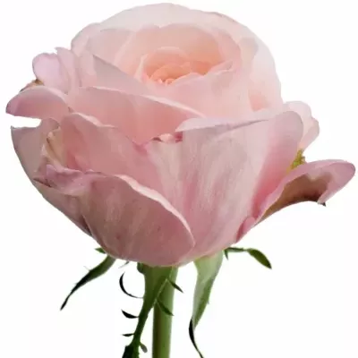 Růžová růže METAMORPHOSE