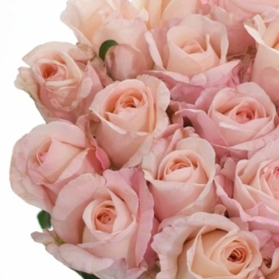 Růžová růže METAMORPHOSE