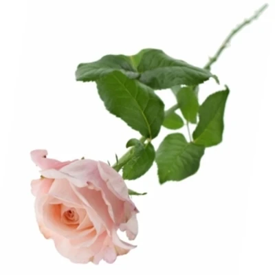 Růžová růže METAMORPHOSE