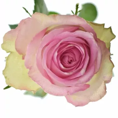 Růžová růže MIJANOU BARDOT 50cm (L)