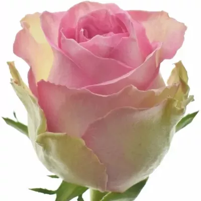 Růžová růže MIJANOU BARDOT 50cm (L)
