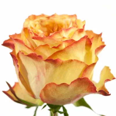 Růžová růže MIRACULOUS 70cm (XXL)