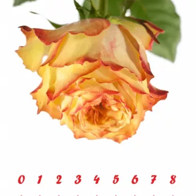 Růžová růže MIRACULOUS 70cm (XXL)