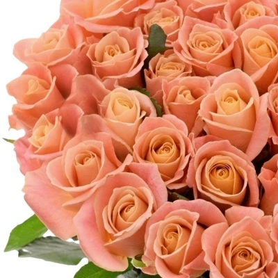 Růžová růže MISS PIGGY+ 80cm