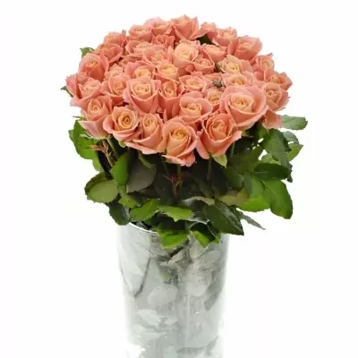 Ružová ruža MISS PIGGY + 80cm