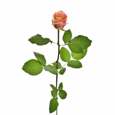 Růžová růže MISS PIGGY+ 80cm