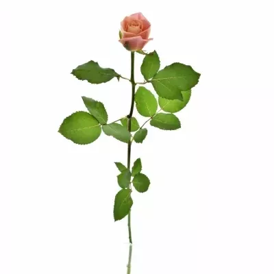 Ružová ruža MISS PIGGY + 80cm
