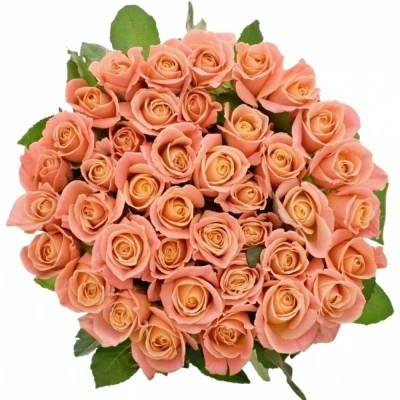 Růžová růže MISS PIGGY+ 80cm