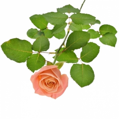 Růžová růže MISS PIGGY+ 80cm