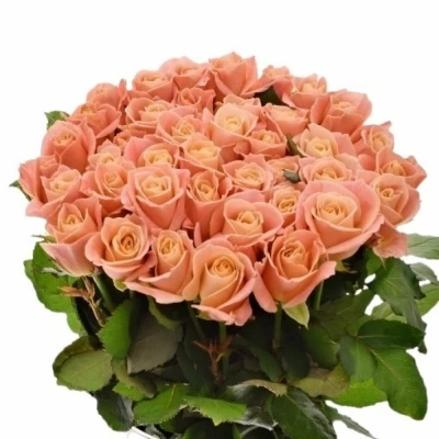 Růžová růže MISS PIGGY+ 80cm