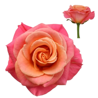 Růžová růže MISS PIGGY+ 80cm