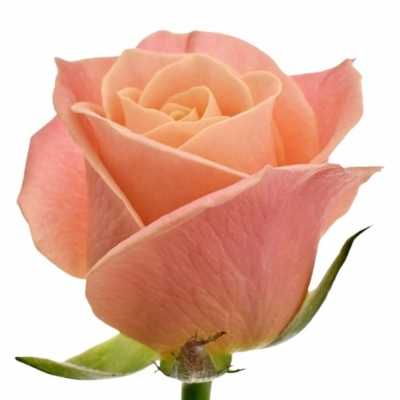 Růžová růže MISS PIGGY+ 70cm (XL)