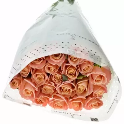Růžová růže MISS PIGGY+ 80cm
