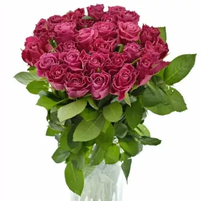 Růžová růže MOVIE STAR 50cm (M)