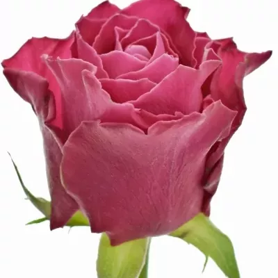 Růžová růže MOVIE STAR 50cm (M)