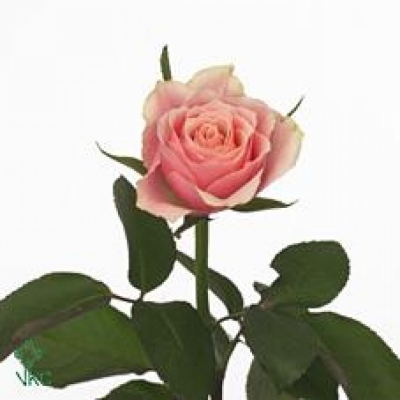 Růžová růže MYLO 40cm