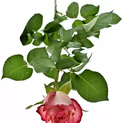 Růžová růže MYSTELLE 60cm