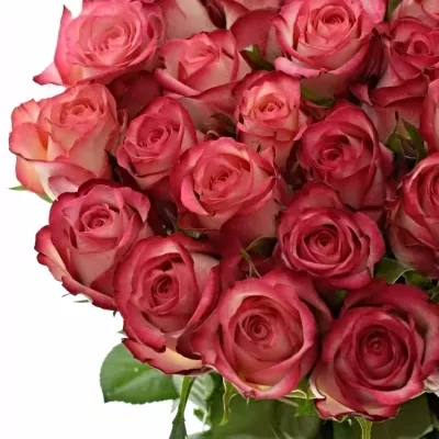 Růžová růže MYSTELLE 60cm