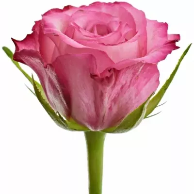 Růžová růže N-JOY 50cm (M)
