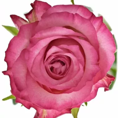 Růžová růže N-JOY 60cm