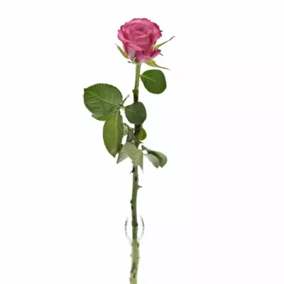 Růžová růže N-JOY 60cm