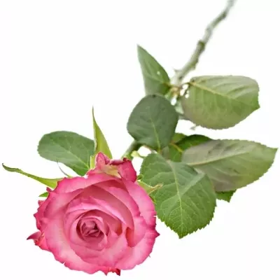 Růžová růže N-JOY 60cm