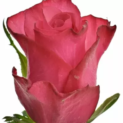 Růžová růže NATURES WILD 60cm (M)