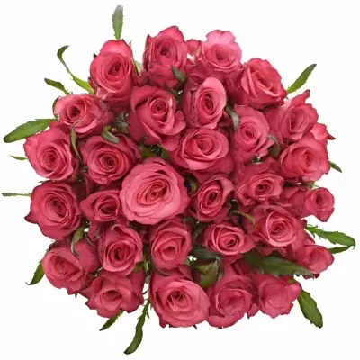 Růžová růže NATURES WILD 50cm (M)