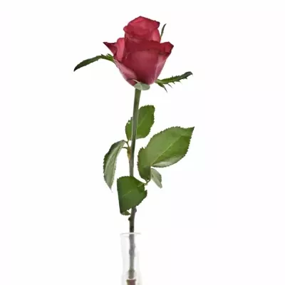 Růžová růže NATURES WILD 50cm (M)